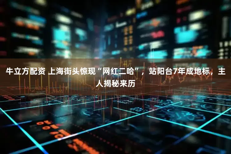 牛立方配资 上海街头惊现“网红二哈”，站阳台7年成地标，主人揭秘来历